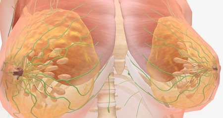 The breasts are mounds of fat and glandular tissue in the front of the chest. 3D renderingの写真素材