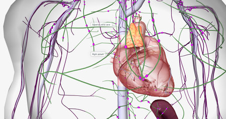 Lymph travels from the extremities through the lymphatic vessels. 3D renderingの写真素材