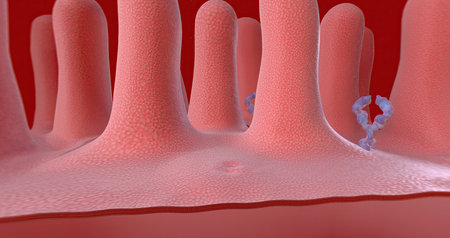 SARS-CoV-2 is taken into the cell via endocytosis. 3D renderingの写真素材