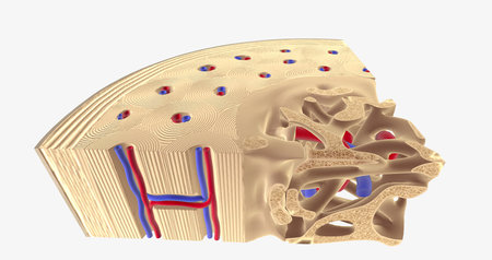 The Health Bone Cross Section 3D renderingの写真素材