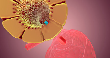 The Nephron function or Reabsorption 3D renderingの写真素材