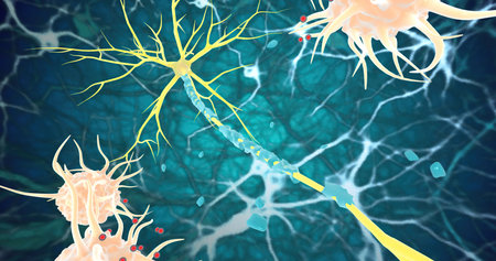 Remyelination is the phenomenon by which new myelin sheaths are generated around axons in the adult central nervous system 3D renderingの写真素材