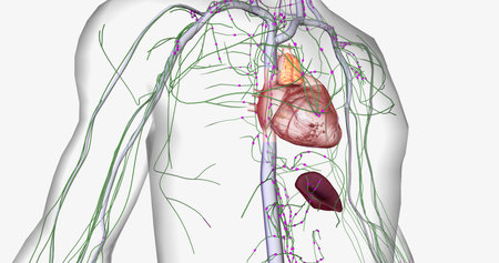 Lymph travels from the extremities through the lymphatic vessels. 3D renderingの写真素材