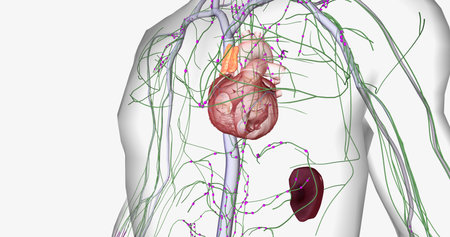 Lymph travels from the extremities through the lymphatic vessels. 3D renderingの写真素材
