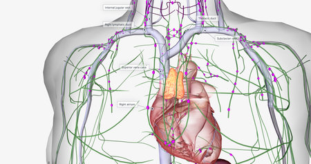 Lymph travels from the extremities through the lymphatic vessels. 3D renderingの写真素材