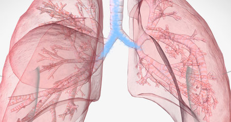 Oxygen rich air enters through your nose or mouth and reaches the lungs through your airways. 3D renderingの写真素材