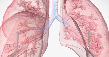 Oxygen rich air enters through your nose or mouth and reaches the lungs through your airways. 3D renderingの写真素材