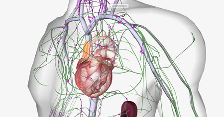 The lymphatic system is part of the immune and circulatory systems. 3D renderingの写真素材