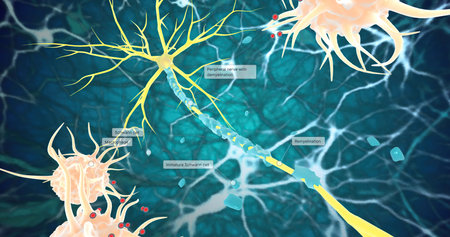 Remyelination is the phenomenon by which new myelin sheaths are generated around axons in the adult central nervous system 3D renderingの写真素材