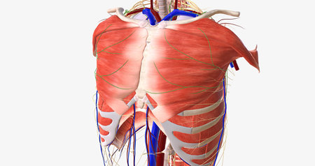 The thorax is the region of the trunk that extends from the neck to the abdomen. 3D renderingの写真素材