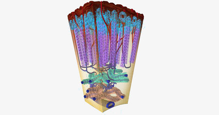 The Adrenal Cortex Hormone Release 3D renderingの写真素材