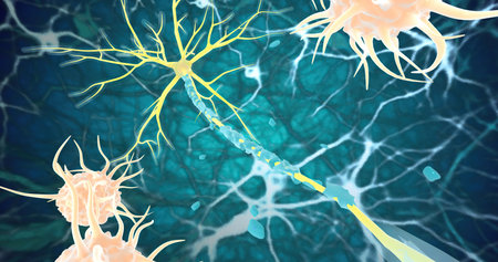 Remyelination is the phenomenon by which new myelin sheaths are generated around axons in the adult central nervous system 3D renderingの写真素材