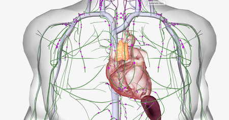 The lymphatic system is part of the immune and circulatory systems. 3D renderingの写真素材