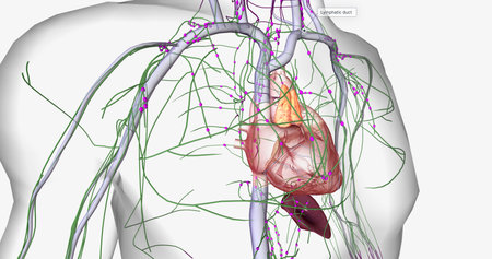 The lymphatic system is part of the immune and circulatory systems. 3D renderingの写真素材
