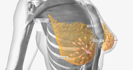 The female breast anatomy includes internal milk ducts and glands and external nipples. 3D renderingの写真素材