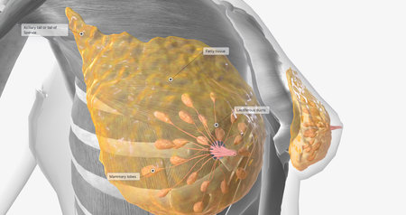 The female breast anatomy includes internal milk ducts and glands and external nipples. 3D renderingの写真素材