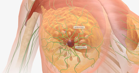 The breasts are mounds of fat and glandular tissue in the front of the chest. 3D renderingの写真素材
