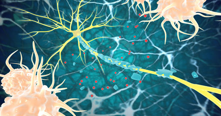 Remyelination is the phenomenon by which new myelin sheaths are generated around axons in the adult central nervous system 3D renderingの写真素材