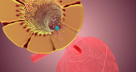 The Nephron function or Reabsorption 3D renderingの写真素材