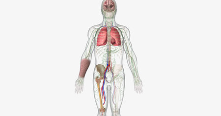 The AML, Signs and Symptoms 3D renderingの写真素材