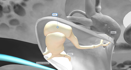 The auditory ossicles amplify all sound vibrations moving into the inner ear.3D renderingの写真素材