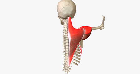 Arm Elevation and Shoulder Rotation 3D renderingの写真素材