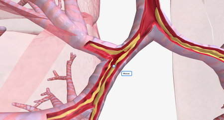 The Narrowed and inflamed airway 3D renderingの写真素材