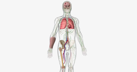 The AML, Signs and Symptoms 3D renderingの写真素材