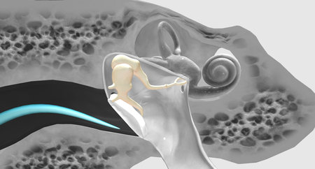 The auditory ossicles amplify all sound vibrations moving into the inner ear.3D renderingの写真素材