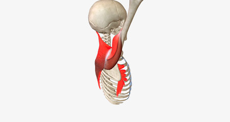 Arm Elevation and Shoulder Rotation 3D renderingの写真素材