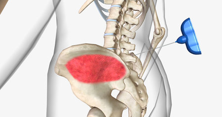 Bone marrow aspiration is a procedure in which a liquid bone marrow sample is collected and tested. 3D renderingの写真素材