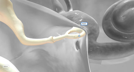 The auditory ossicles amplify all sound vibrations moving into the inner ear.3D renderingの写真素材