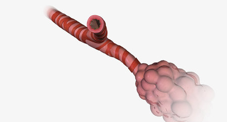The respiratory tract is made of progressively smaller passages, called airways, that bring air into and out of the lungs.3D renderingの写真素材