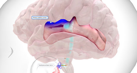 The auditory information is transmitted from the basilar membrane in the cochlea to the primary auditory cortex in the brain.3D renderingの写真素材
