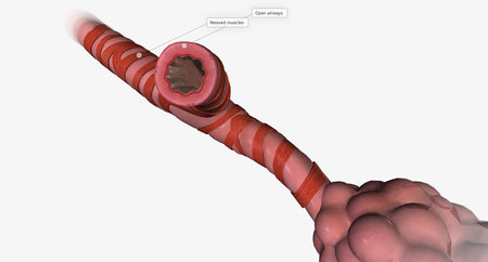 The respiratory tract is made of progressively smaller passages, called airways, that bring air into and out of the lungs.3D renderingの写真素材