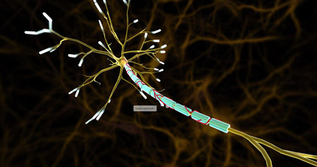 Small arteries, called vasa nevorum, supply blood to nerves and the myelin sheaths covering nerve axons. 3D renderingの写真素材