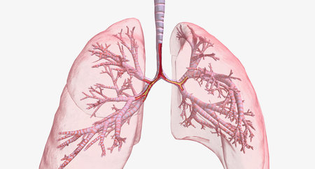 The Narrowed and inflamed airway 3D renderingの写真素材