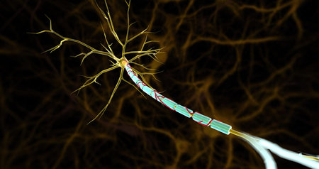 Small arteries, called vasa nevorum, supply blood to nerves and the myelin sheaths covering nerve axons. 3D renderingの写真素材