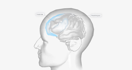 Brain Activity in Frontal Lobe 3D renderingの写真素材