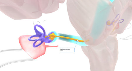 The auditory information is transmitted from the basilar membrane in the cochlea to the primary auditory cortex in the brain.3D renderingの写真素材