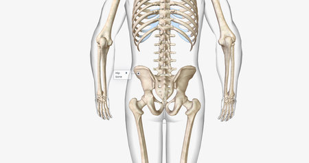 Bone marrow is a spongy, jelly-like tissue that can be found in the hollow centers of certain bones. 3D renderingの写真素材