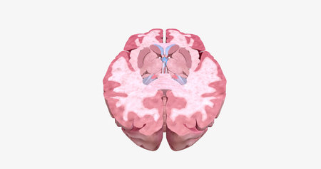 The Brain Transverse (Axial) Cross Sectionの写真素材