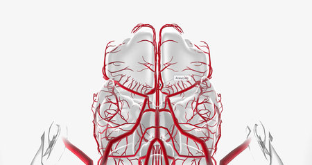 An aneurysm is the ballooning expansion of a blood vessel due to weakened structure or damage to the vessel wall. 3D renderingの写真素材