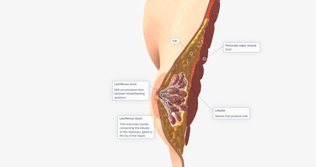 The female breast is composed of specialized glandular tissue, ducts, and fat, with an underlying layer of muscle. 3D renderingの写真素材