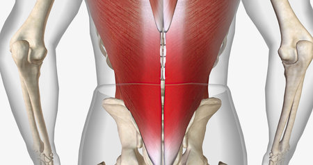 Back pain is a common condition in adults and is often temporary. 3D renderingの写真素材