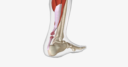 Flexion and Extension with Torn Achilles Tendon 3D renderingの写真素材