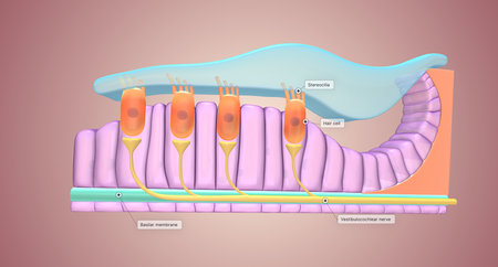 Located along the lower surface of the inner cochlear spiral, the basilar membrane contains many tiny receptors called hair cells, which react to the moving cochlear fluid.3D renderingの写真素材