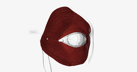 The orbicularis oculi muscles circle the eyes and are located just under the skin.3D rendering