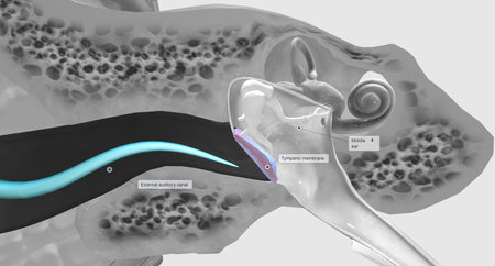 The tympanic membrane (eardrum) separates the external and middle portions of the ear.3D renderingの写真素材