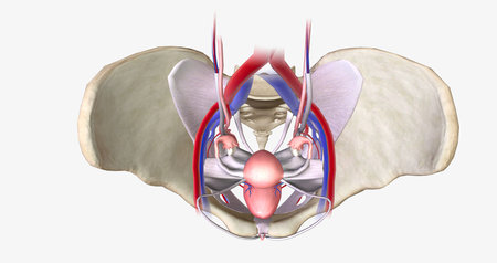 The female pelvis is a bowl-shaped cavity within the hip bones that contains reproductive, urinary, and digestive organs 3D renderingの写真素材